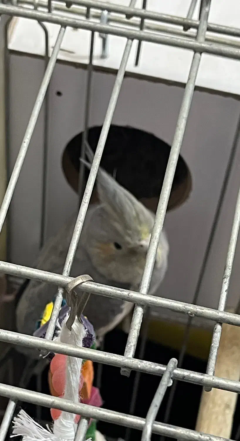 عروس هلندی ماده مولد|پرنده|قم, علی آباد سعدگان|دیوار