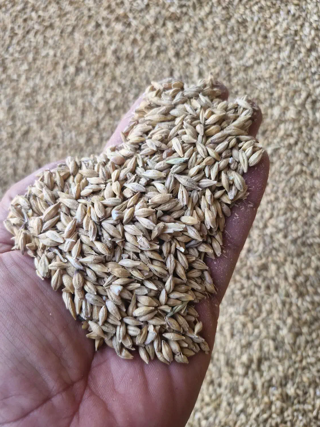 جو خارجی|عمده‌فروشی|آباده, |دیوار