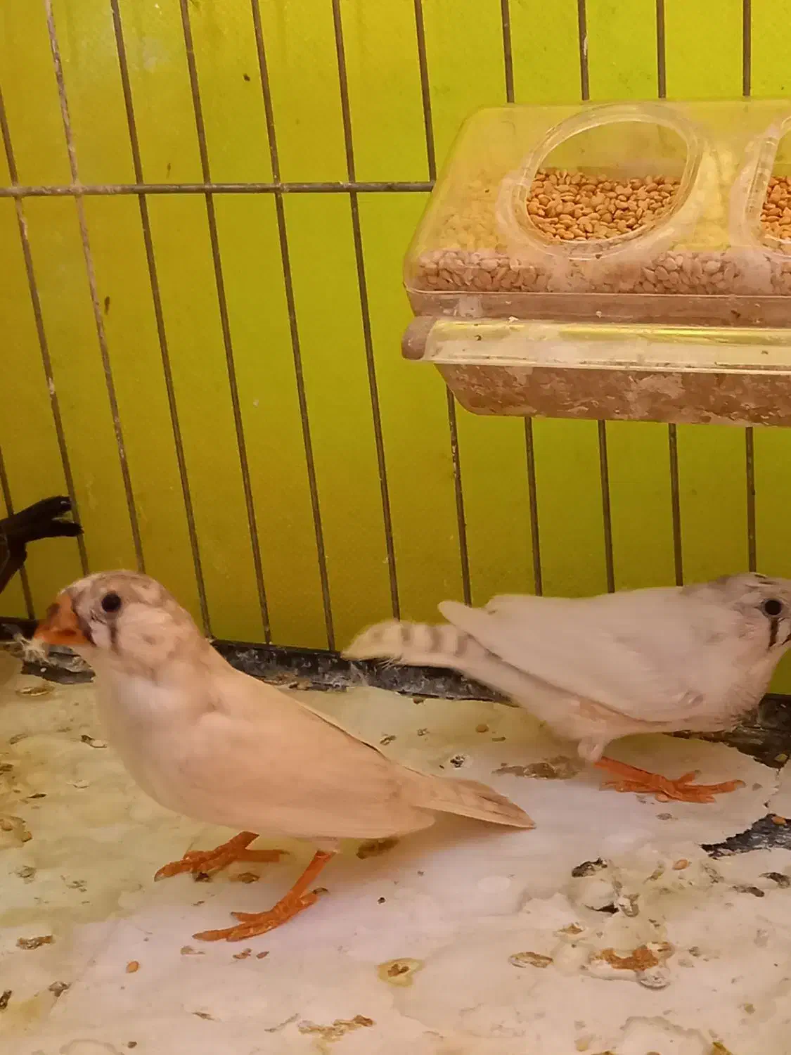 فنچ زیبا سالم|پرنده|تهران, فردوس|دیوار