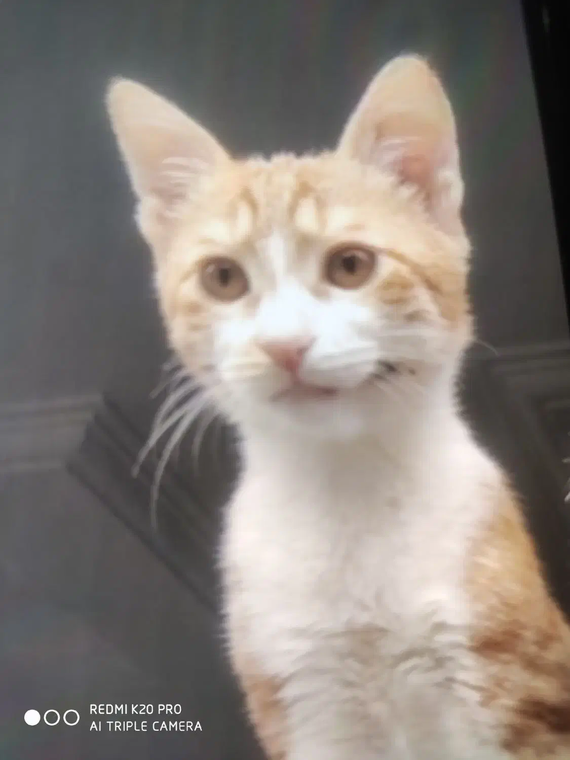 واگذاری رایگان|گربه|کرج, خرمدشت|دیوار