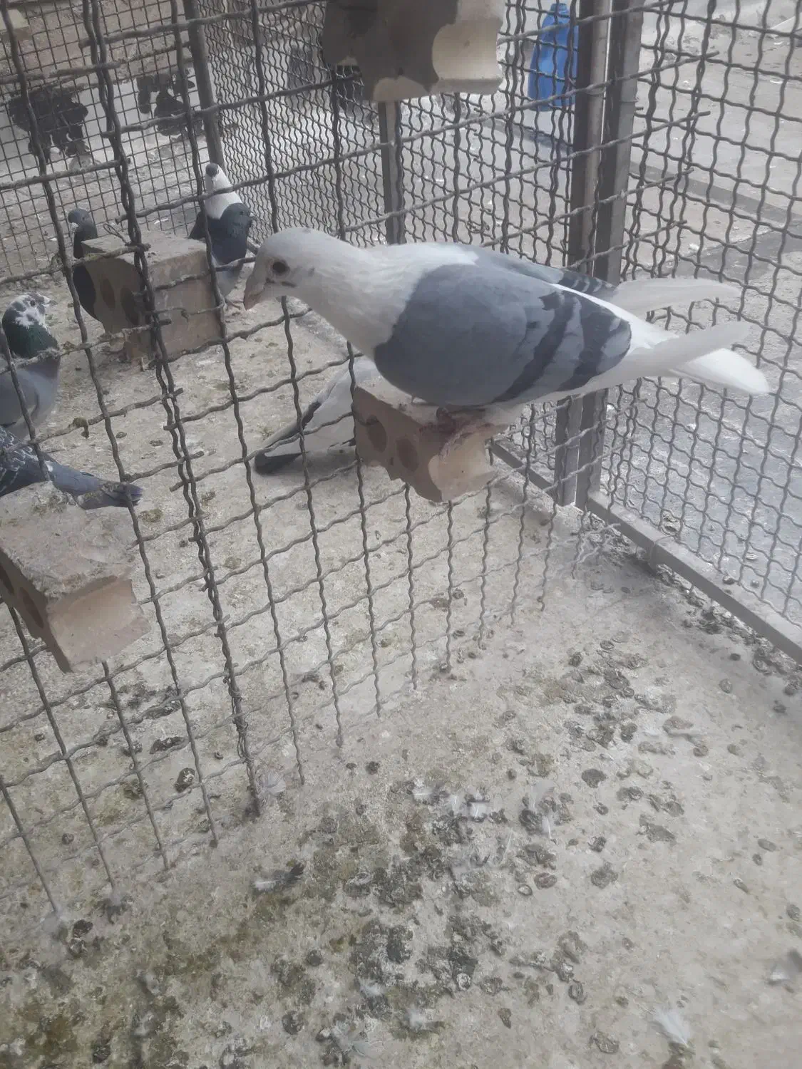 نره‌ دوکت‌ سبز‌ پلاکی|پرنده|دزفول, |دیوار