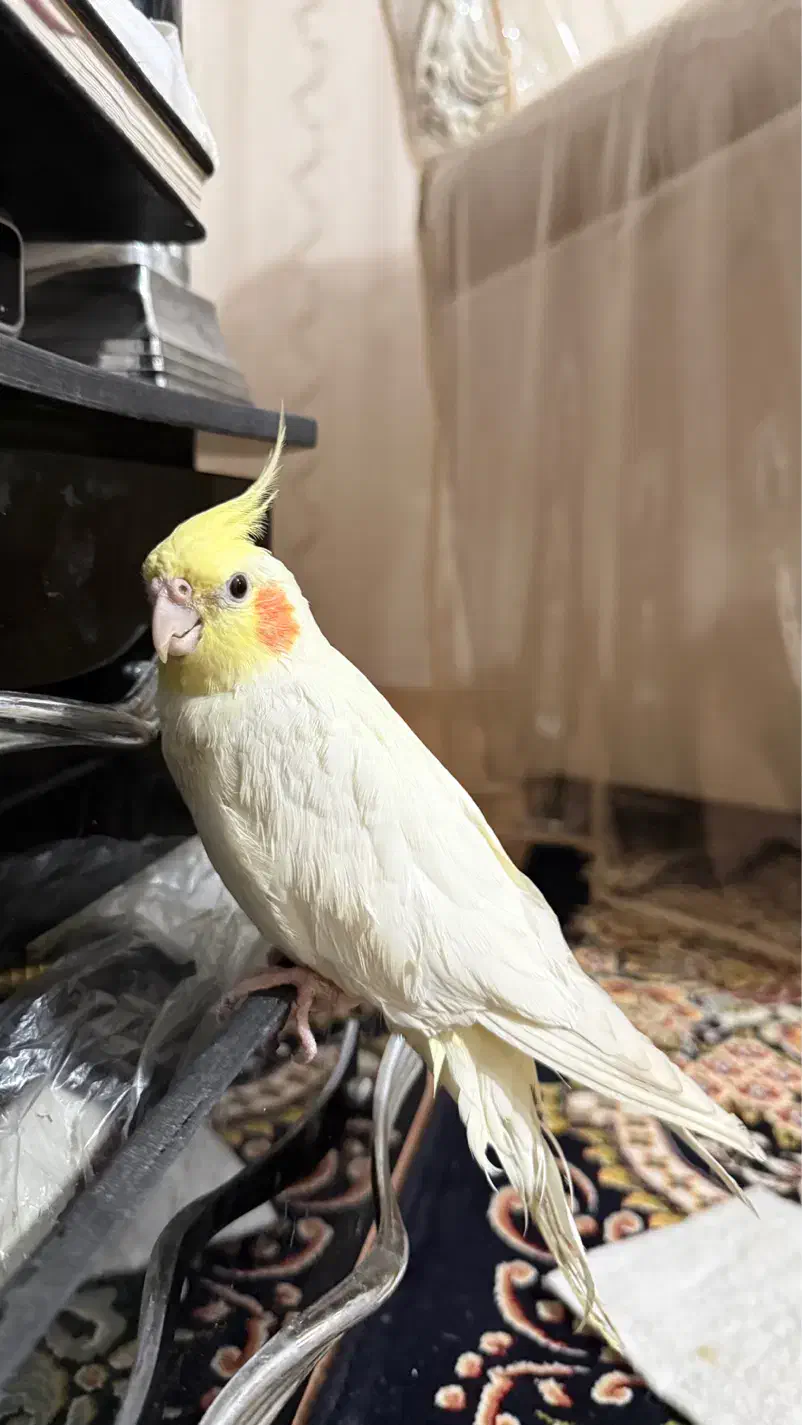 جفت|پرنده|مشهد, هدایت|دیوار