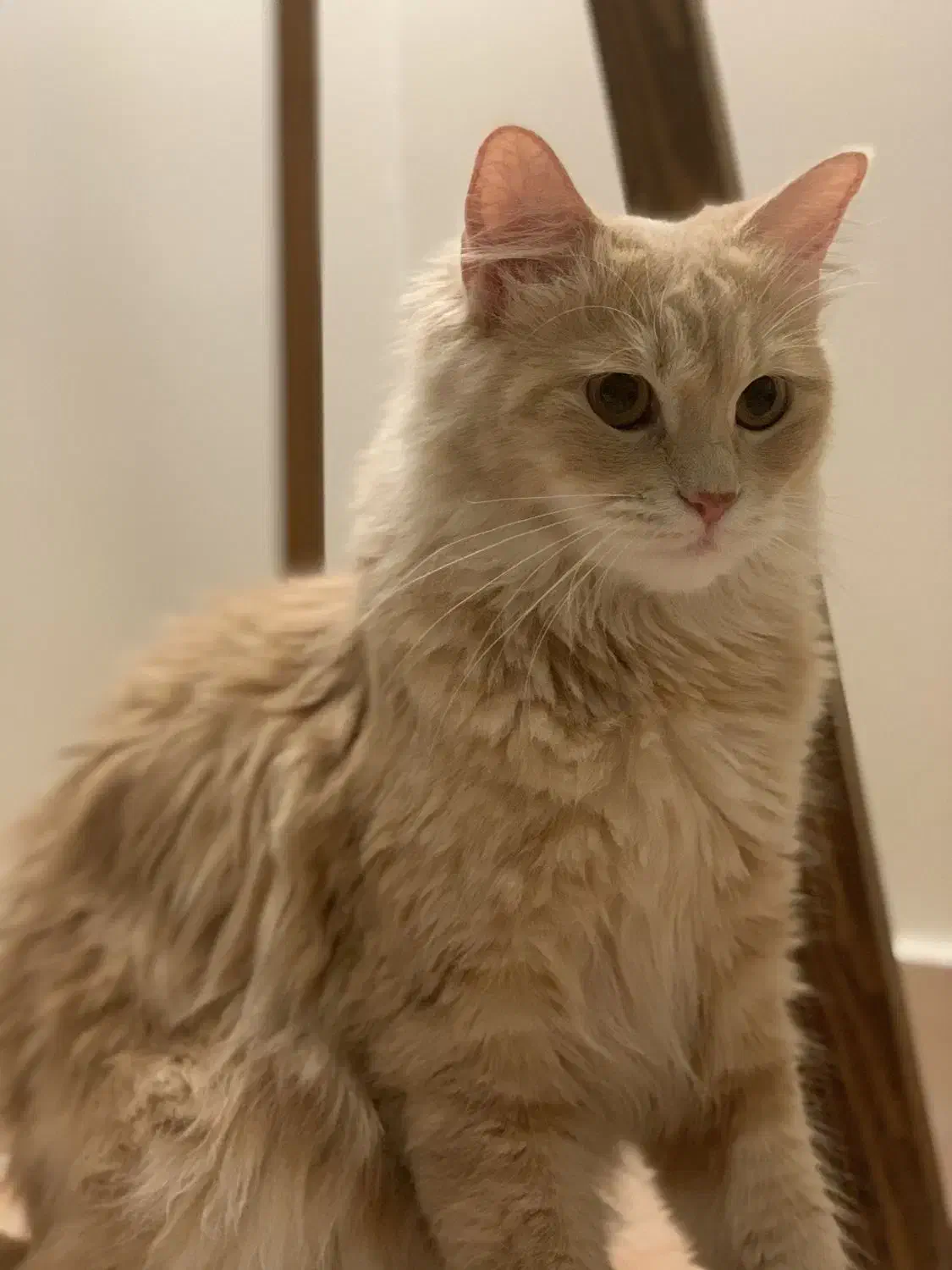 گربه ماده آماده جفت گیری|گربه|گرگان, |دیوار