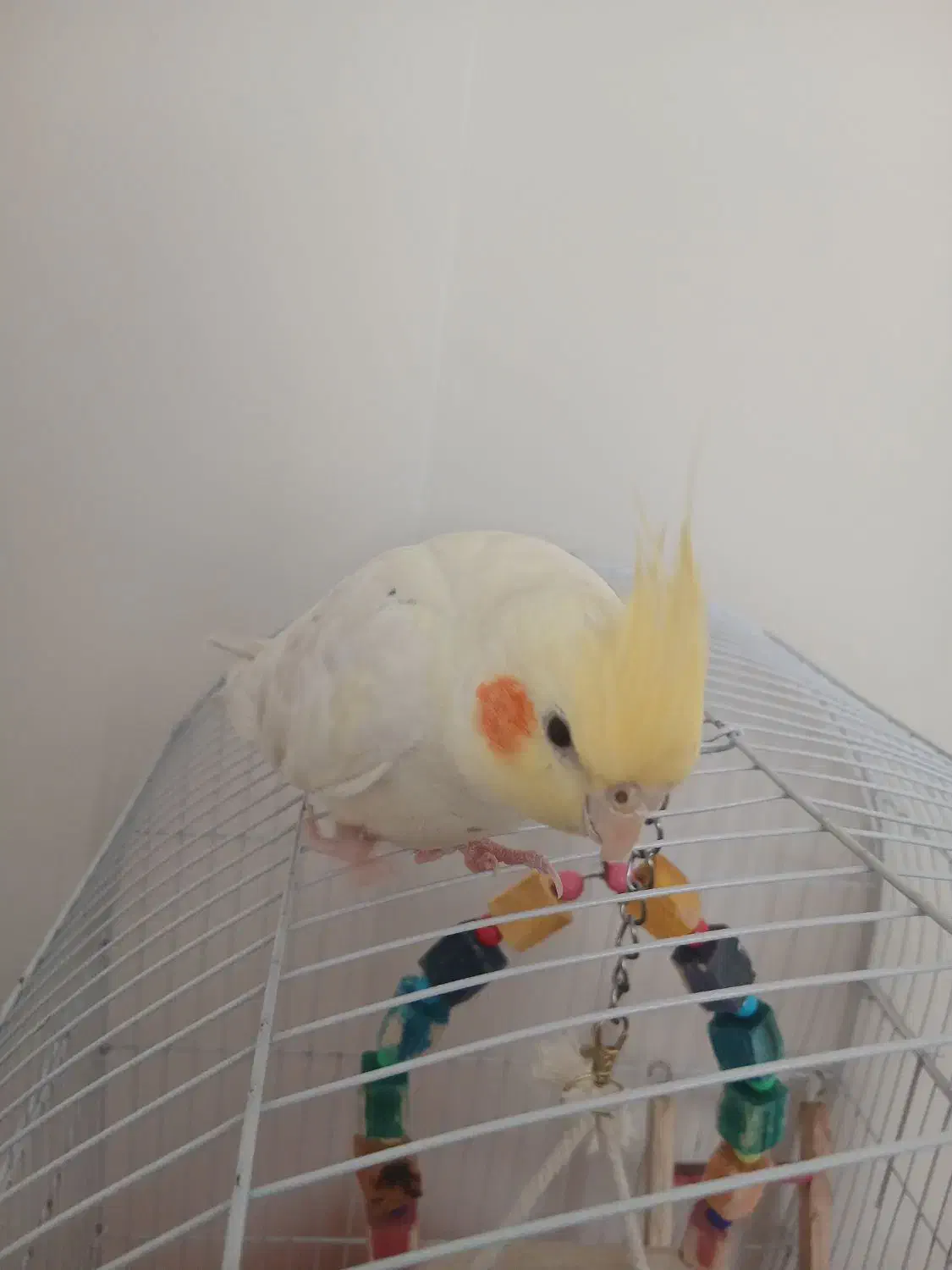 طوطی|پرنده|قزوین, |دیوار