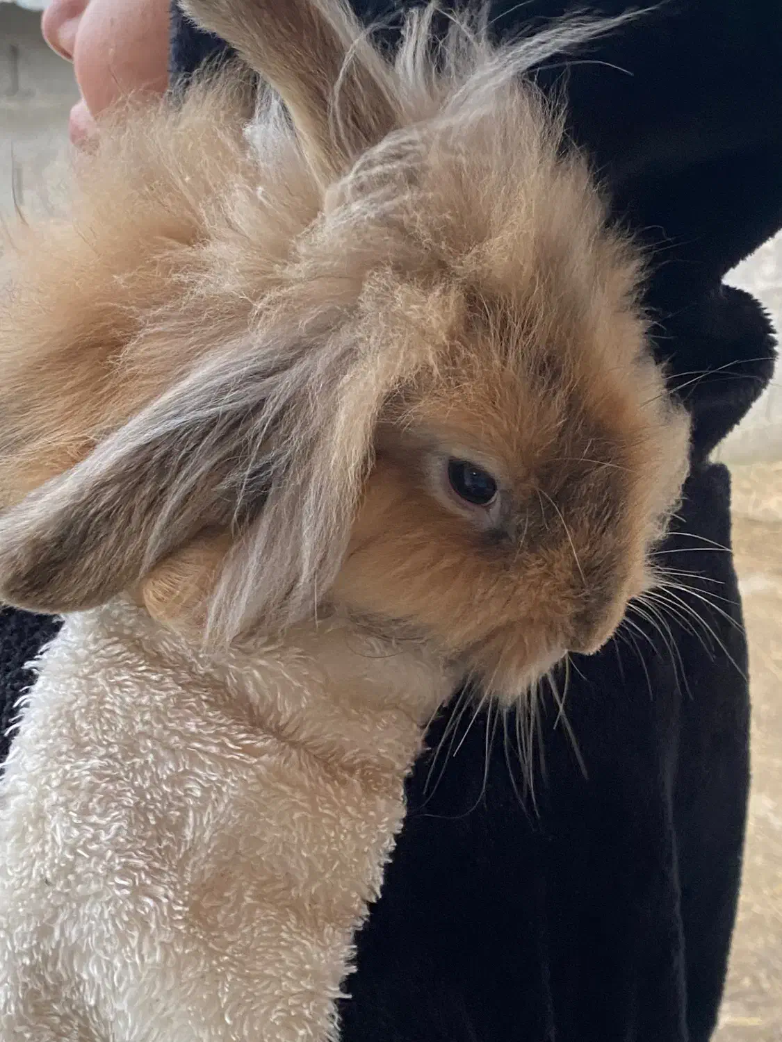 فروش خرگوش|موش و خرگوش|شاندرمن, |دیوار