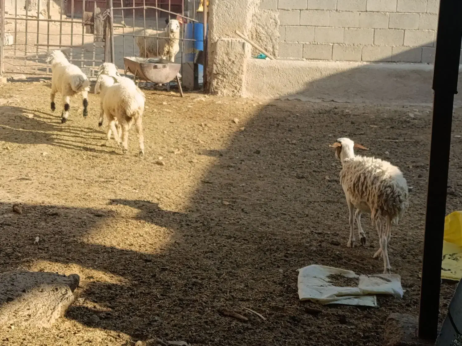 بره سبک|حیوانات مزرعه|شیراز, علی آباد|دیوار