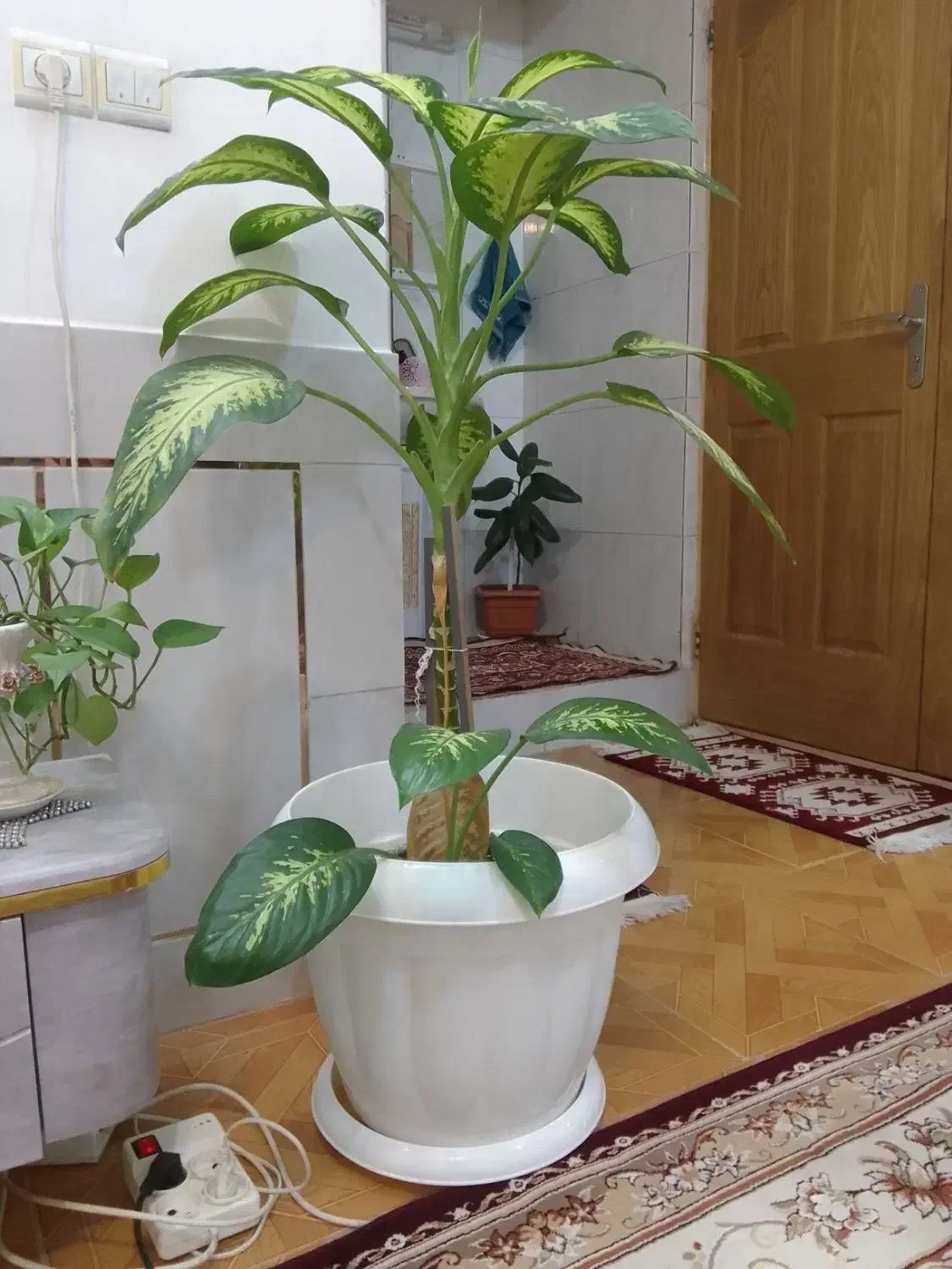 گل دیفن باخیا|گل و گیاه طبیعی|شهرضا, |دیوار