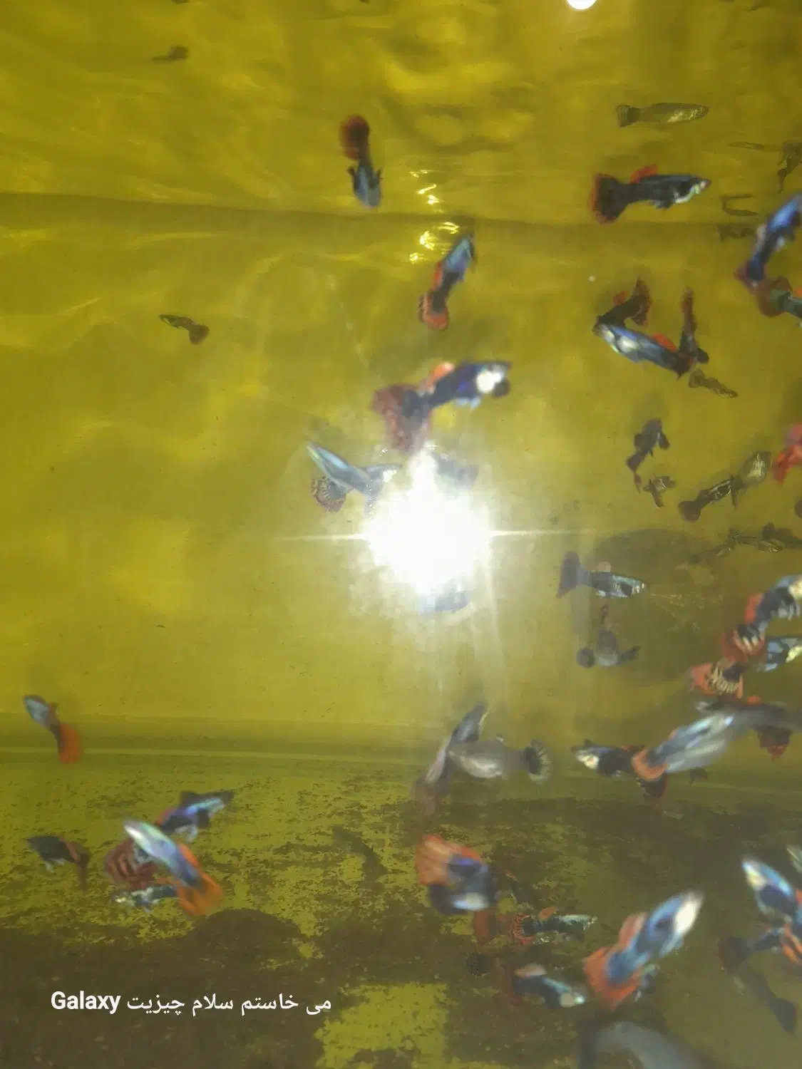 ماهی  زبرا گوپی کت|ماهی|مشهد, کاظم آباد|دیوار