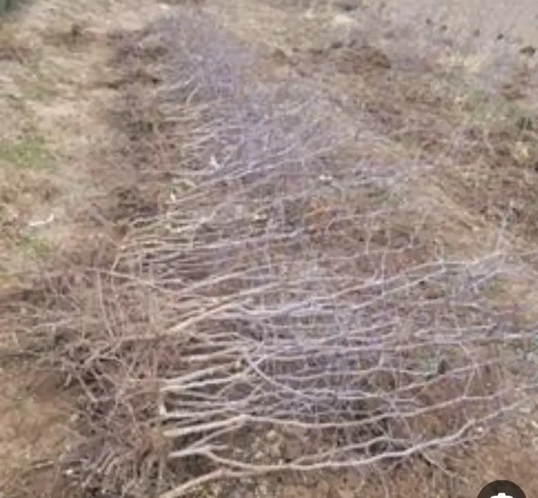 نهال عناب|گل و گیاه طبیعی|سربیشه, |دیوار