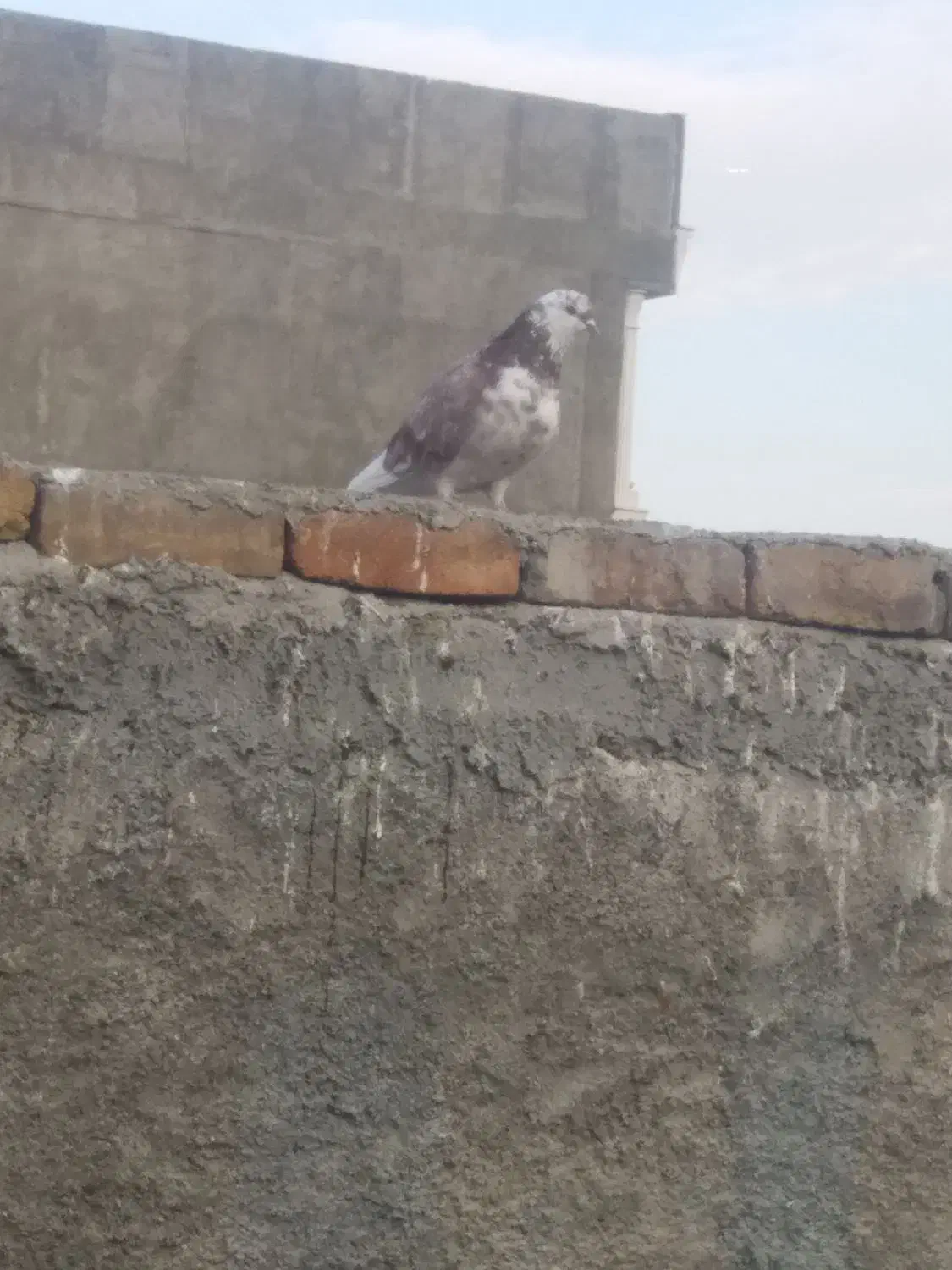 کبوتر گرگی ماده سالم و پرشی|پرنده|اسلامشهر, شهرک سعیدیه|دیوار