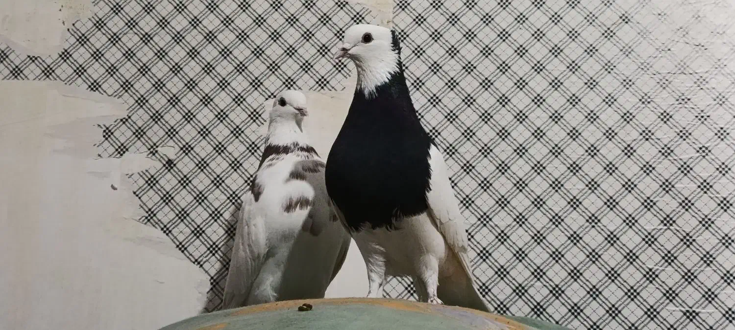 یک طوقی سیا نر کاکلی هوایی|پرنده|بردسکن, |دیوار