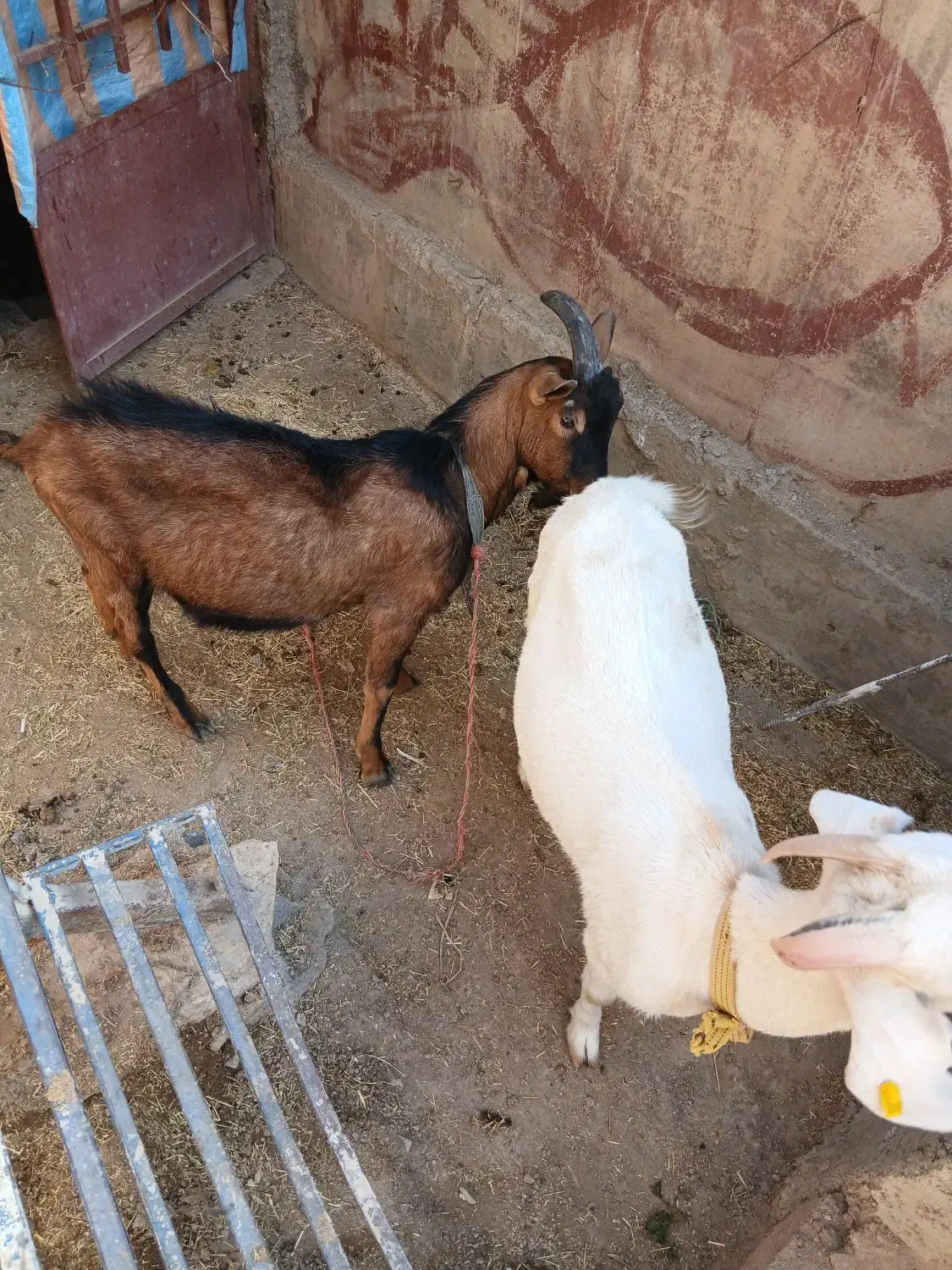 بز سانن و الپاین|حیوانات مزرعه|لواسان, |دیوار