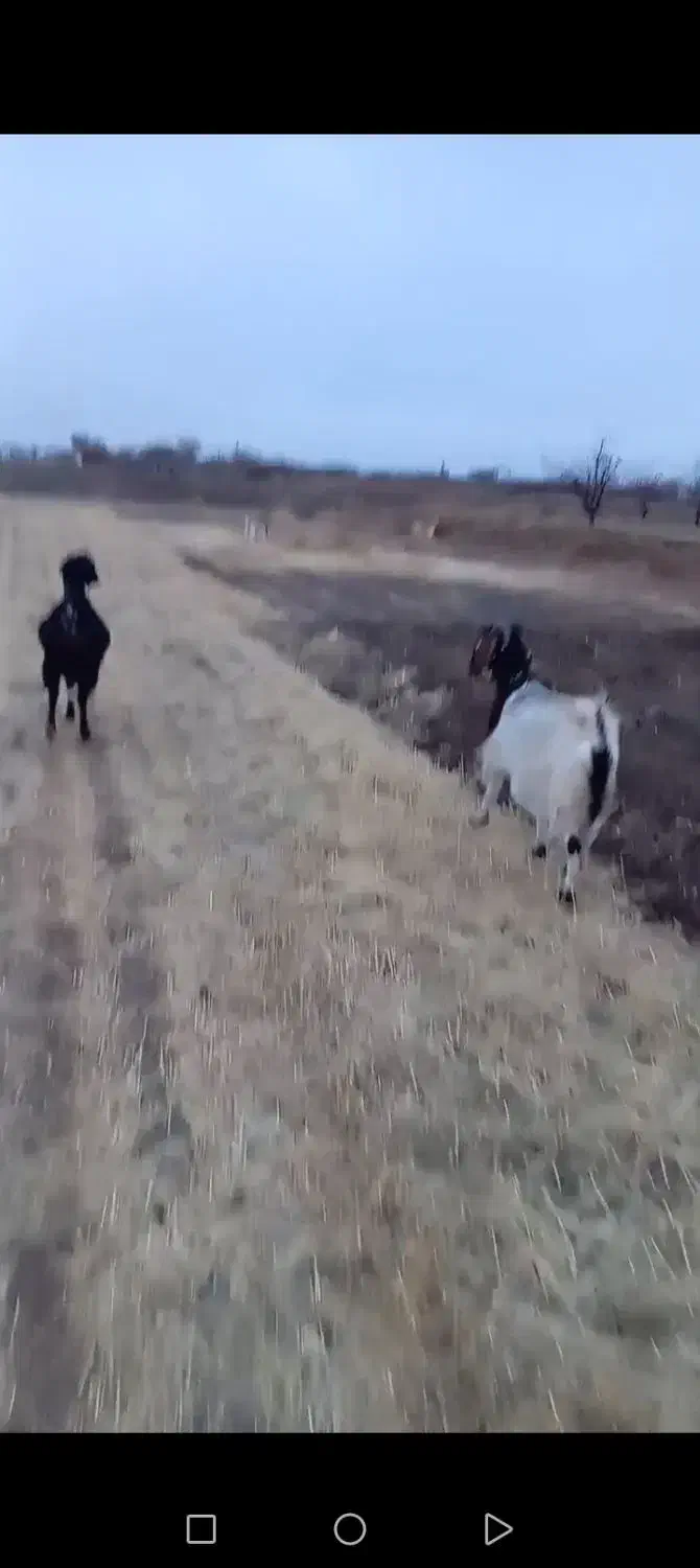 3تا بز|حیوانات مزرعه|جغتای, |دیوار