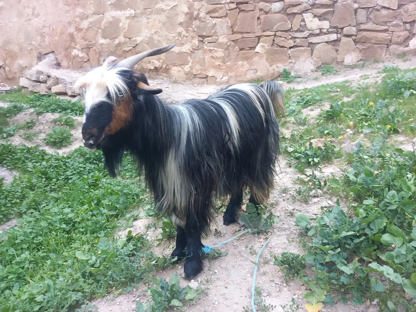 بز‌داشتی|حیوانات مزرعه|مسجد سلیمان, |دیوار