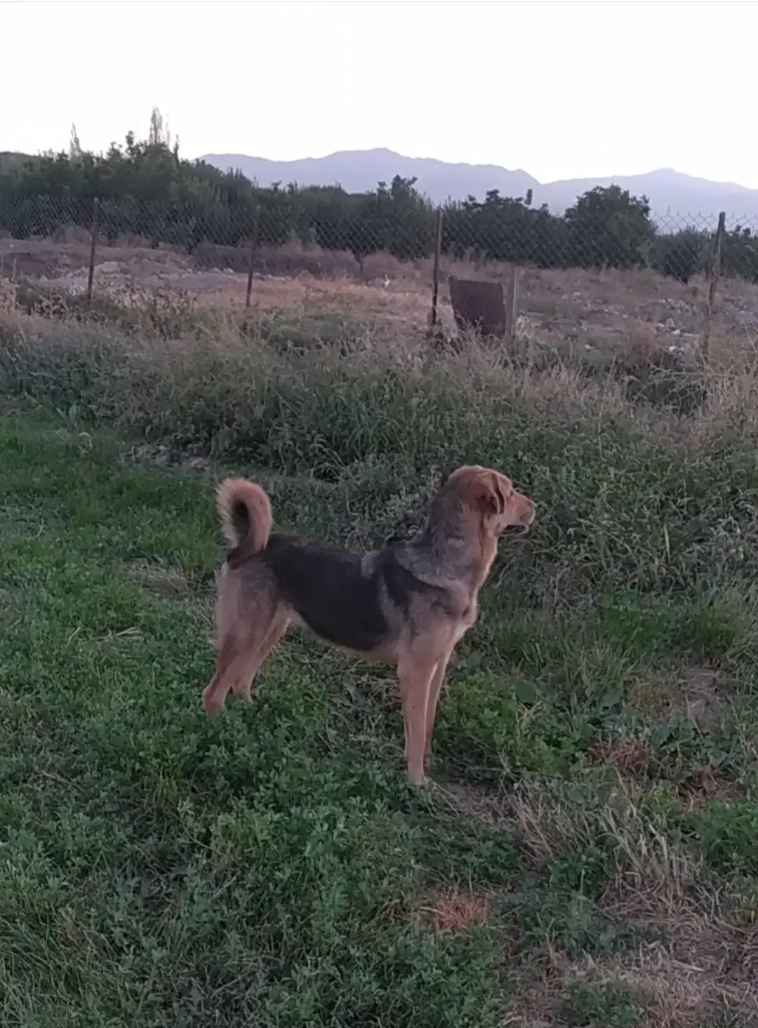 فروشی|سگ|اشنویه, |دیوار