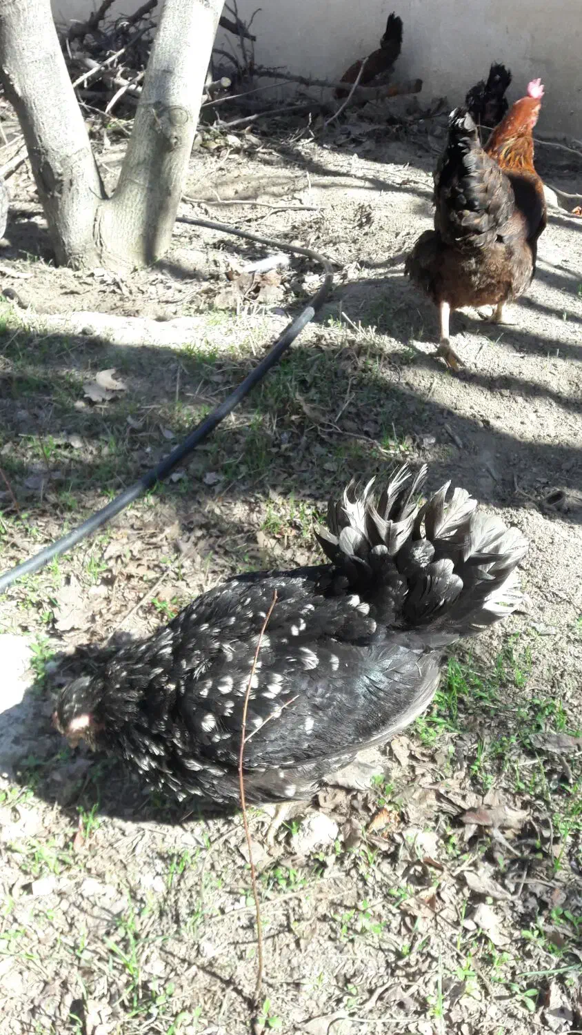 مرغ گلین کرچ|حیوانات مزرعه|هشتگرد, تهران دشت|دیوار