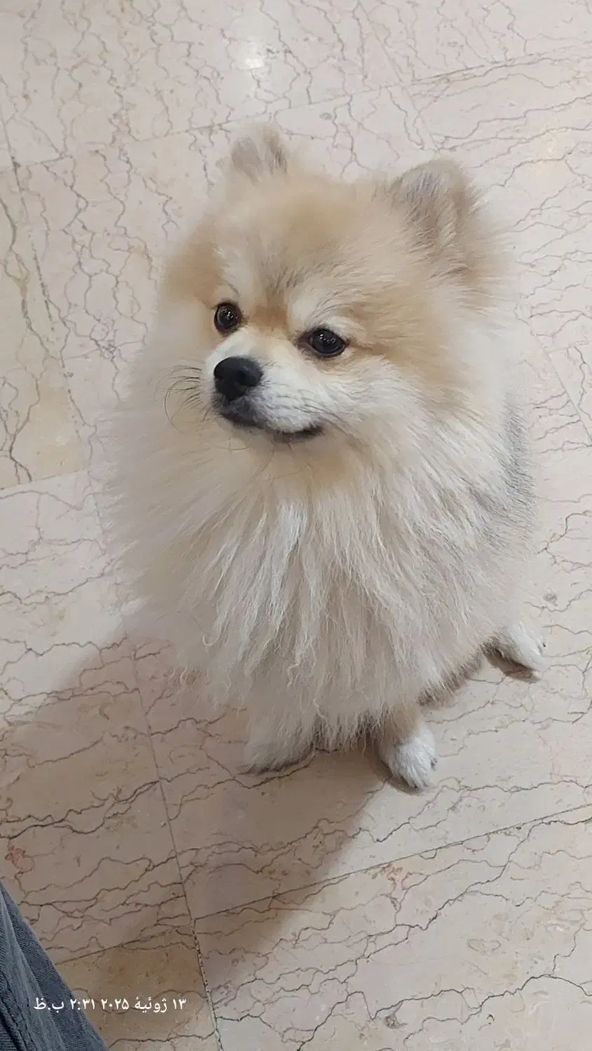 سگ پامرین|سگ|تهران, تهرانپارس غربی|دیوار