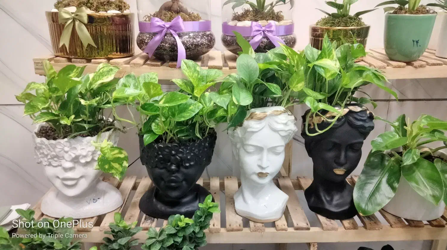 خزه|گل و گیاه طبیعی|تربت‌حیدریه, بی بی حسنیه|دیوار