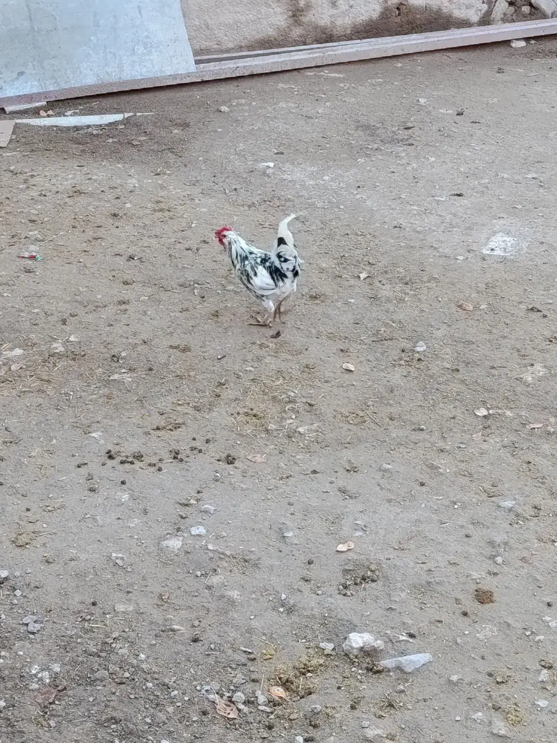 خروس|حیوانات مزرعه|دلبران, |دیوار