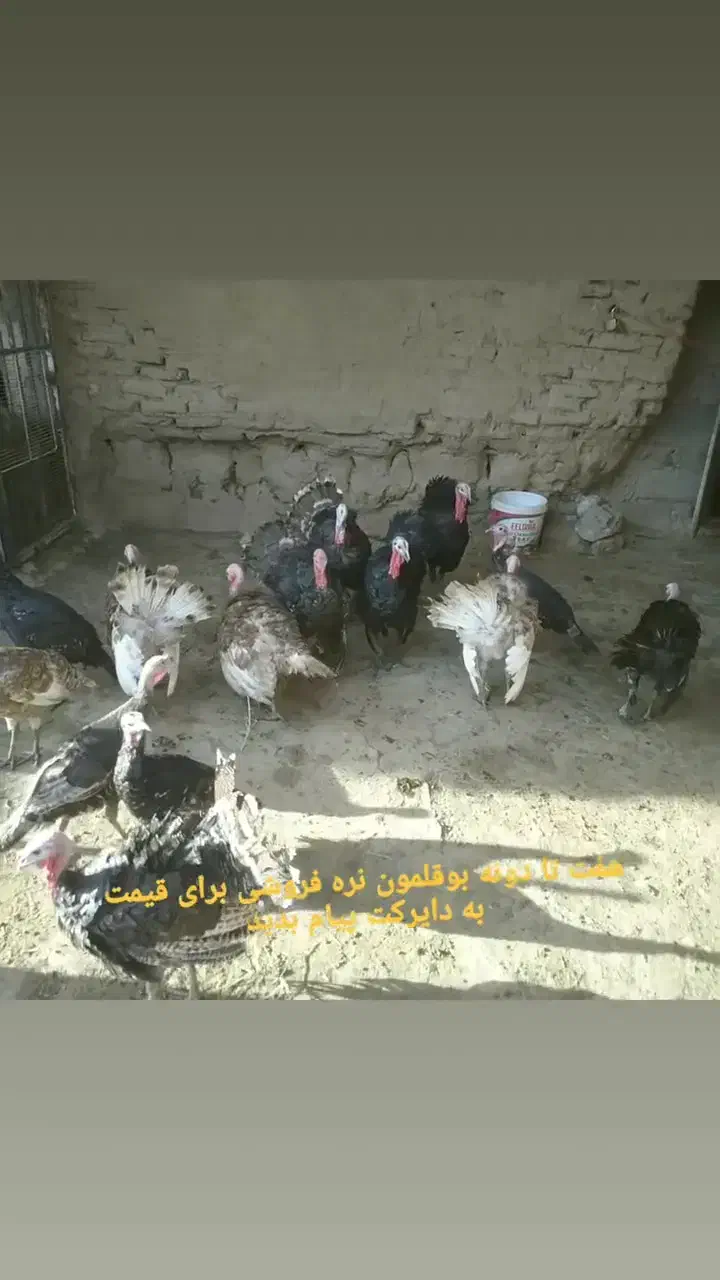 بوقلمون|حیوانات مزرعه|عطاملک, |دیوار