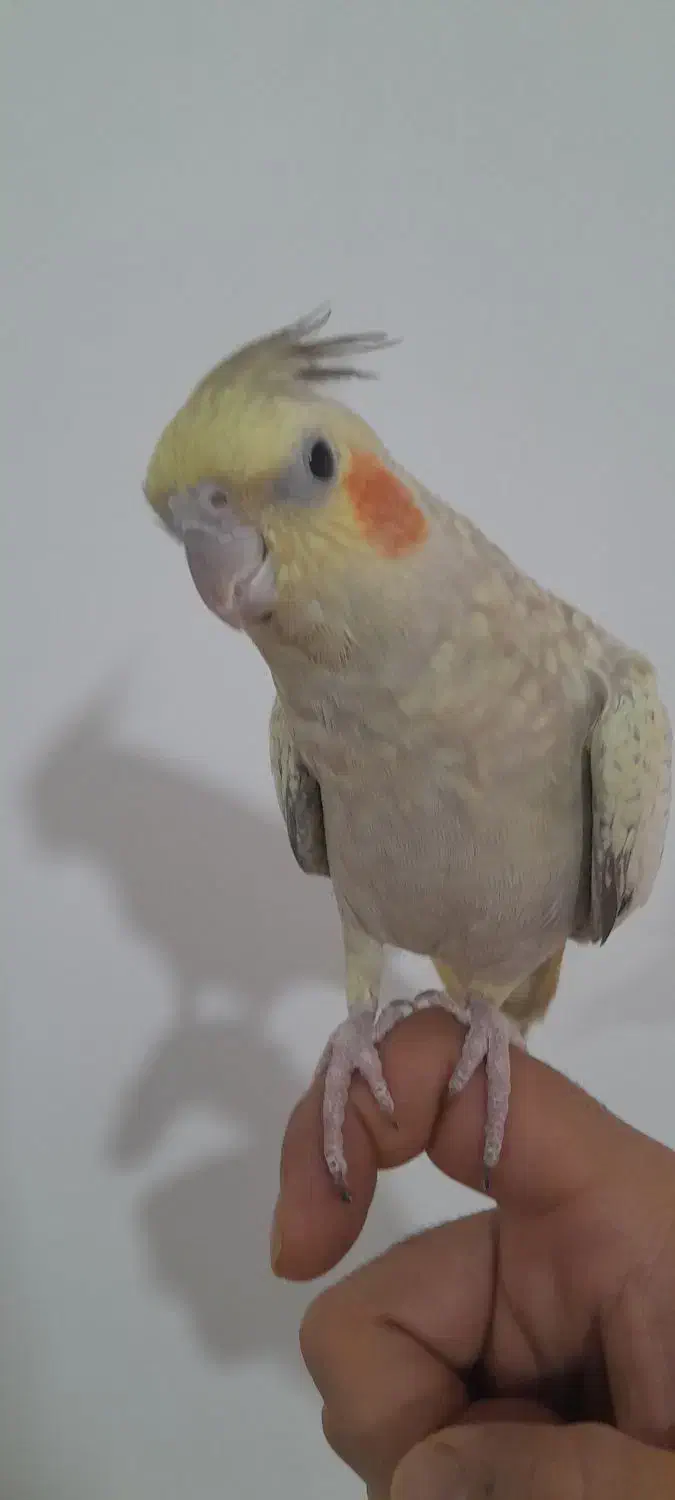 عروس هلندی|پرنده|اردبیل, |دیوار