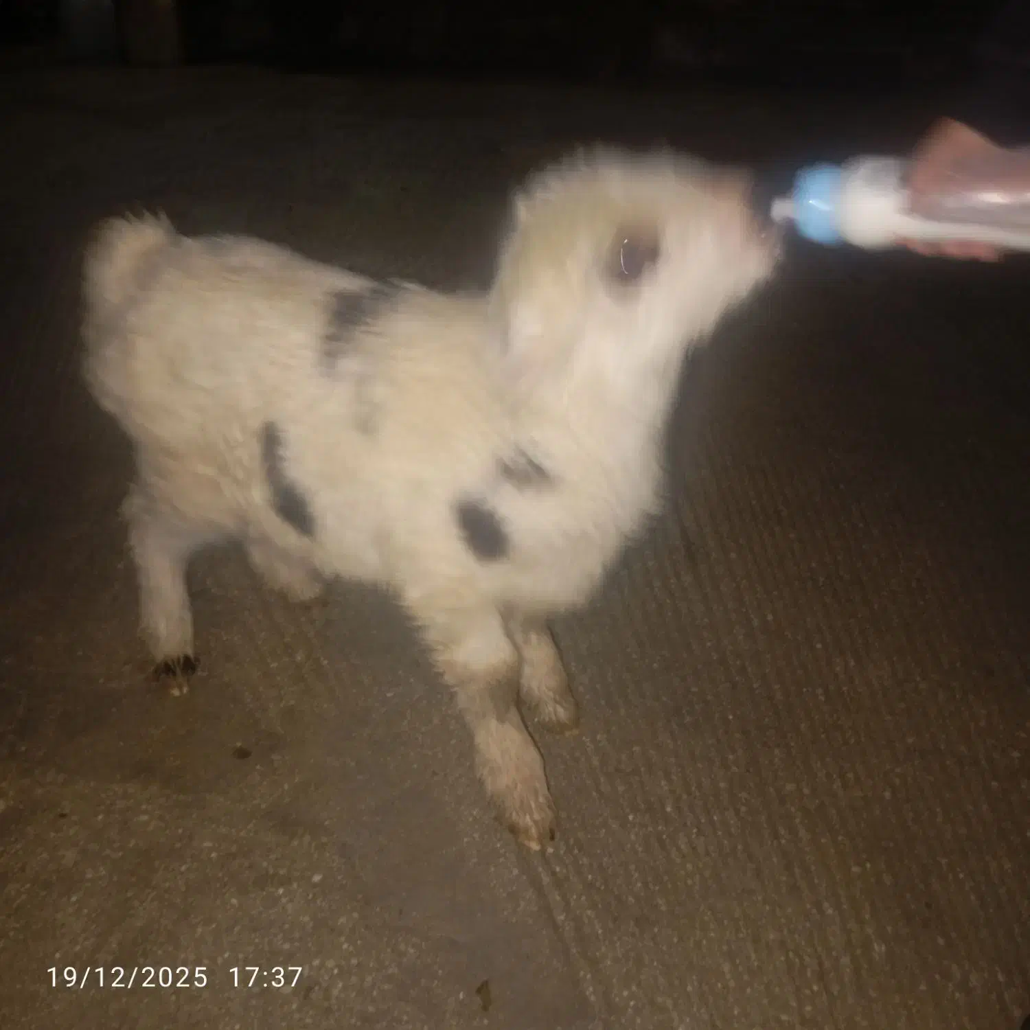 بره‌‌شیری|حیوانات مزرعه|جم, |دیوار