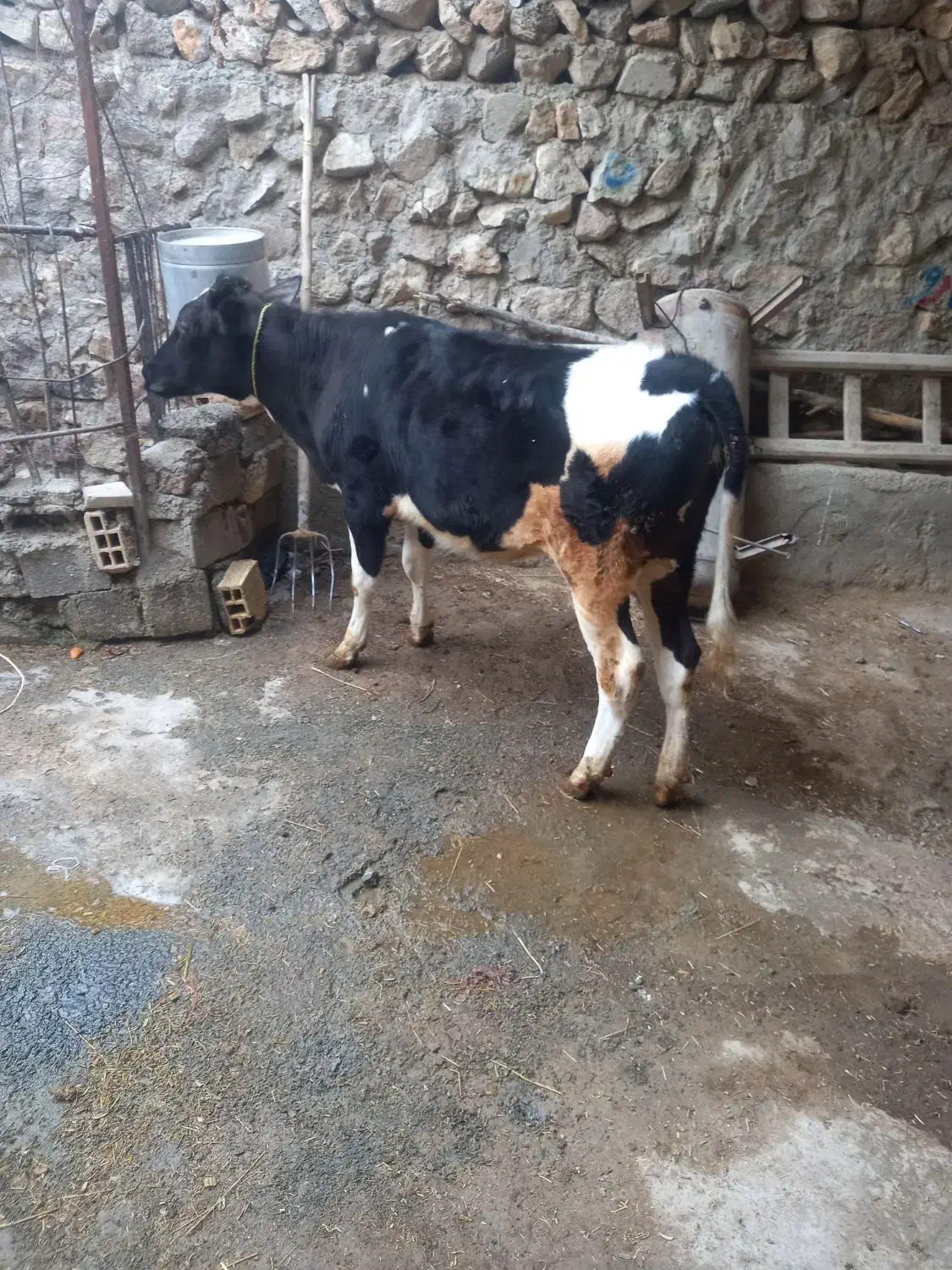 گوساله ماده|حیوانات مزرعه|دهگلان, |دیوار