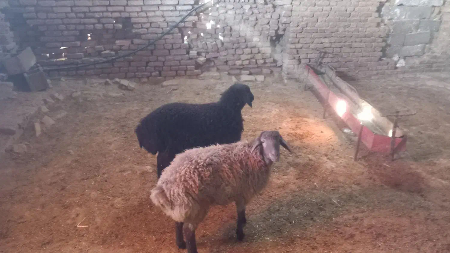 بره هترو وهمو|حیوانات مزرعه|مشهد, درزآب|دیوار