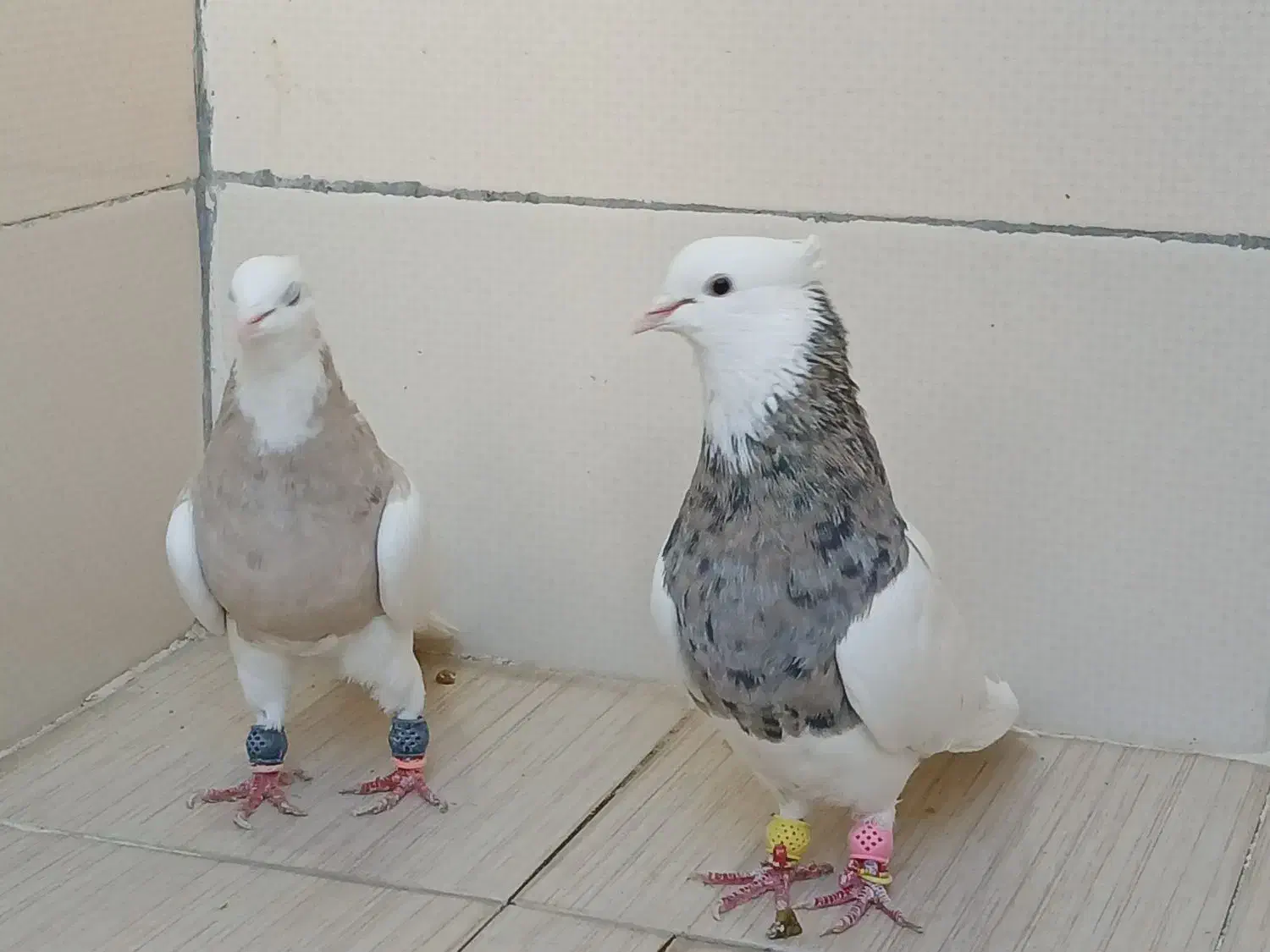 طوقی|پرنده|پیر بکران, |دیوار