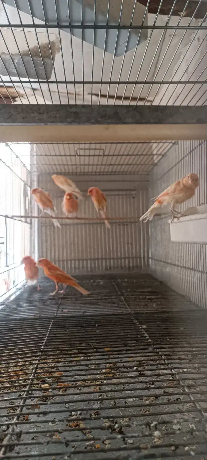 فروش تعدادی قناری|پرنده|سمنان, |دیوار