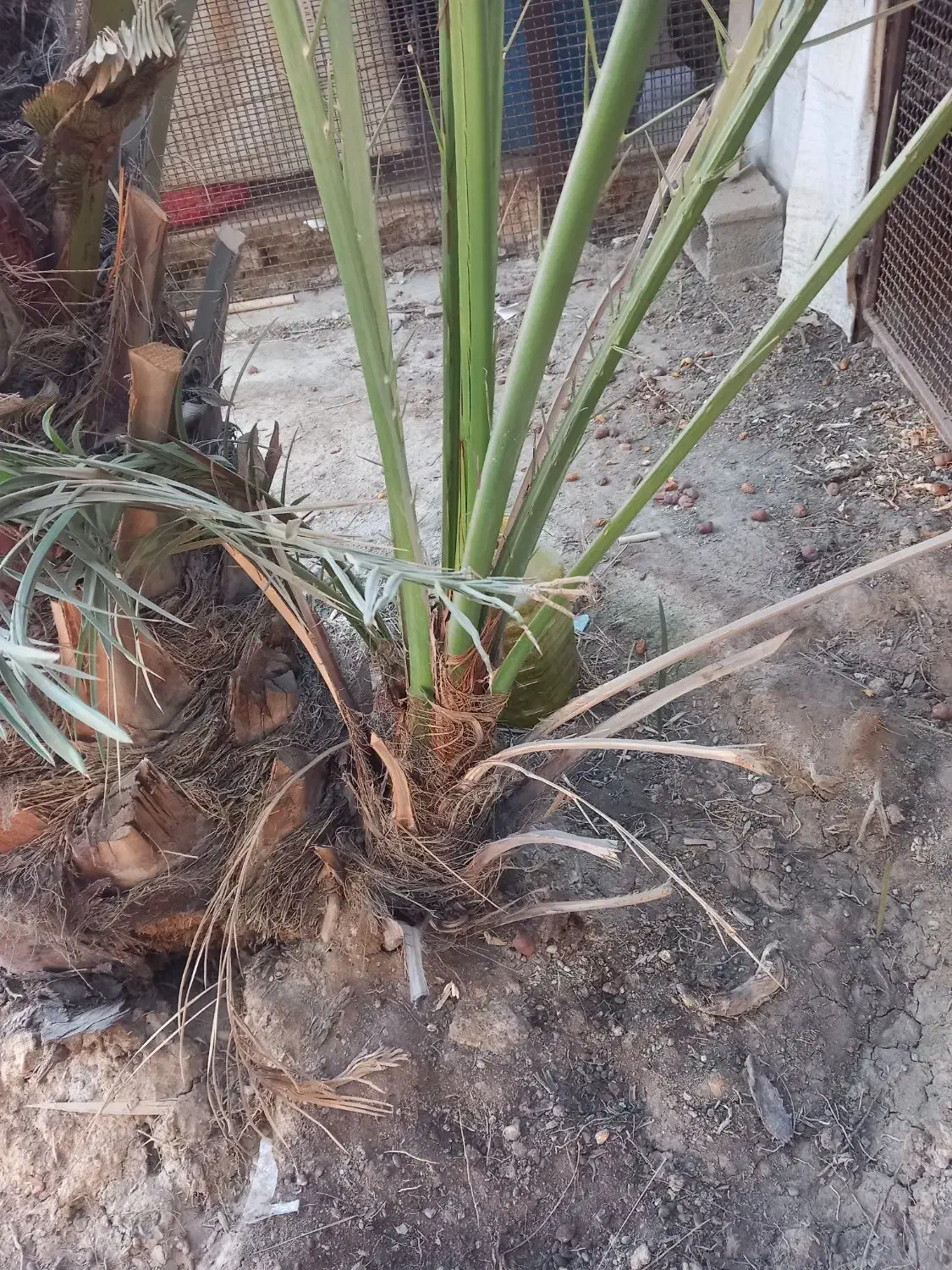 نخل برحی|گل و گیاه طبیعی|چمران, |دیوار