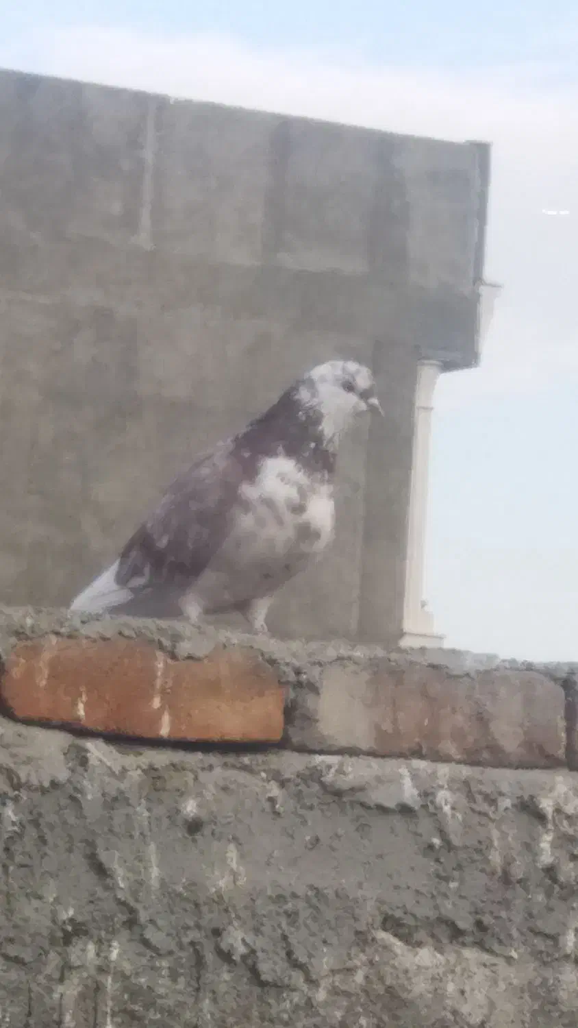 کبوتر گرگی ماده سالم و پرشی|پرنده|اسلامشهر, شهرک سعیدیه|دیوار