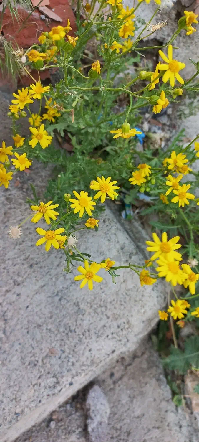 زمین کشاورزی دیم روستای قوچاق|فروش دفتر صنعتی، کشاورزی، تجاری|دلبران, |دیوار