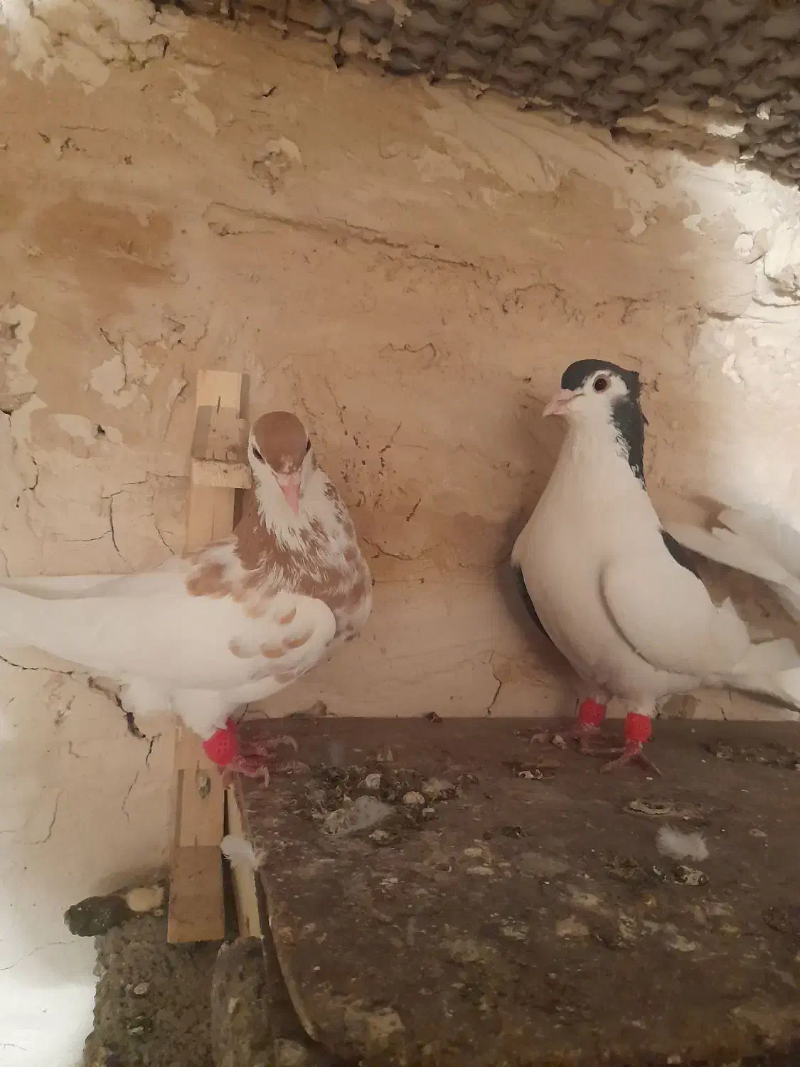 کبوتر|پرنده|گلبهار, شهر جدید گلبهار|دیوار