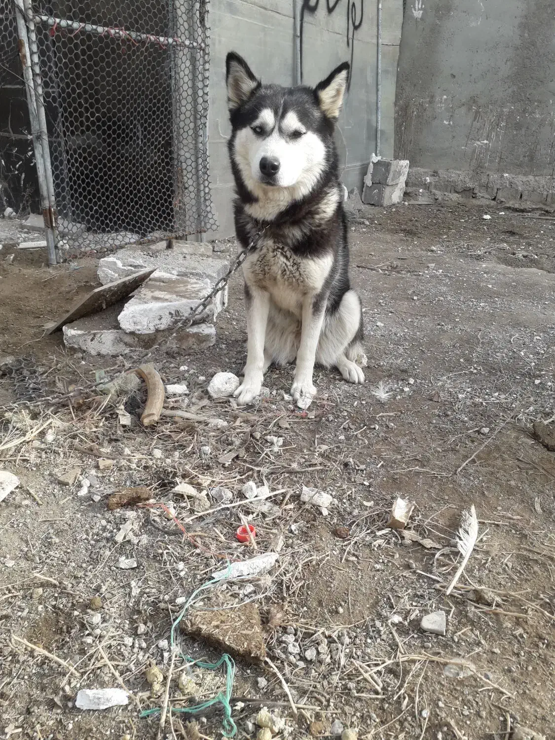 سگ هاسکی|سگ|محمدشهر, محمدشهر|دیوار