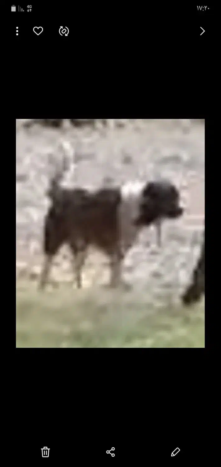 سگ گمشده مژدگانی|حیوانات|اندیکا, |دیوار