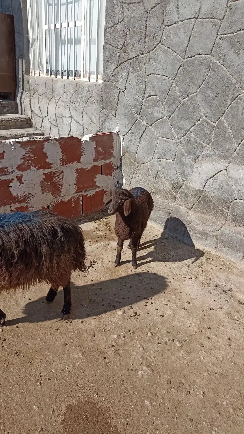 میش۱|حیوانات مزرعه|چناران, |دیوار