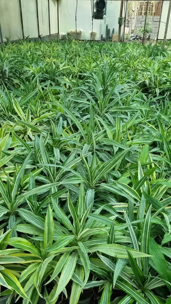 گل های آپارتمانی شامادورا. پتوس .آگلونما و..|گل و گیاه طبیعی|چاف و چمخاله, |دیوار