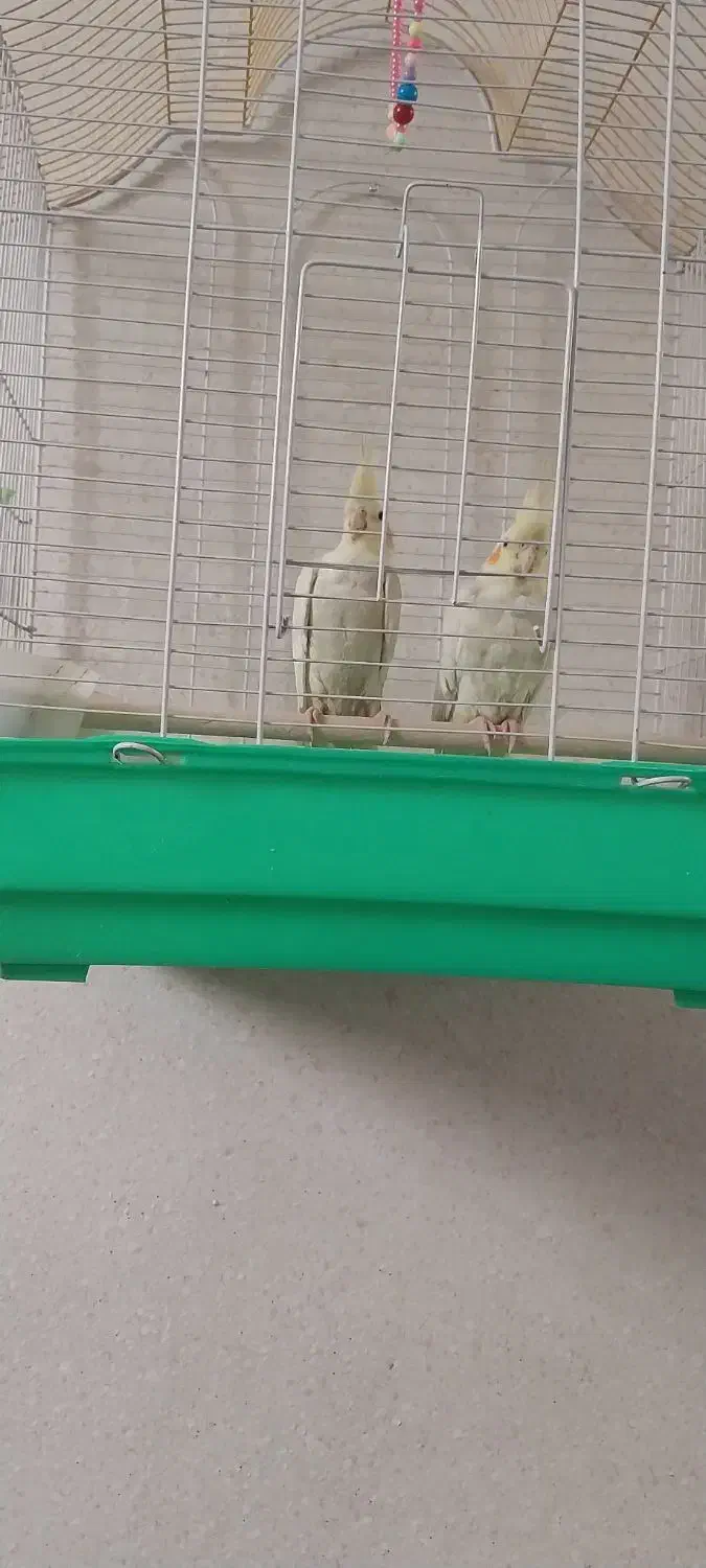 عروس هلندی|پرنده|خمینی‌شهر, |دیوار