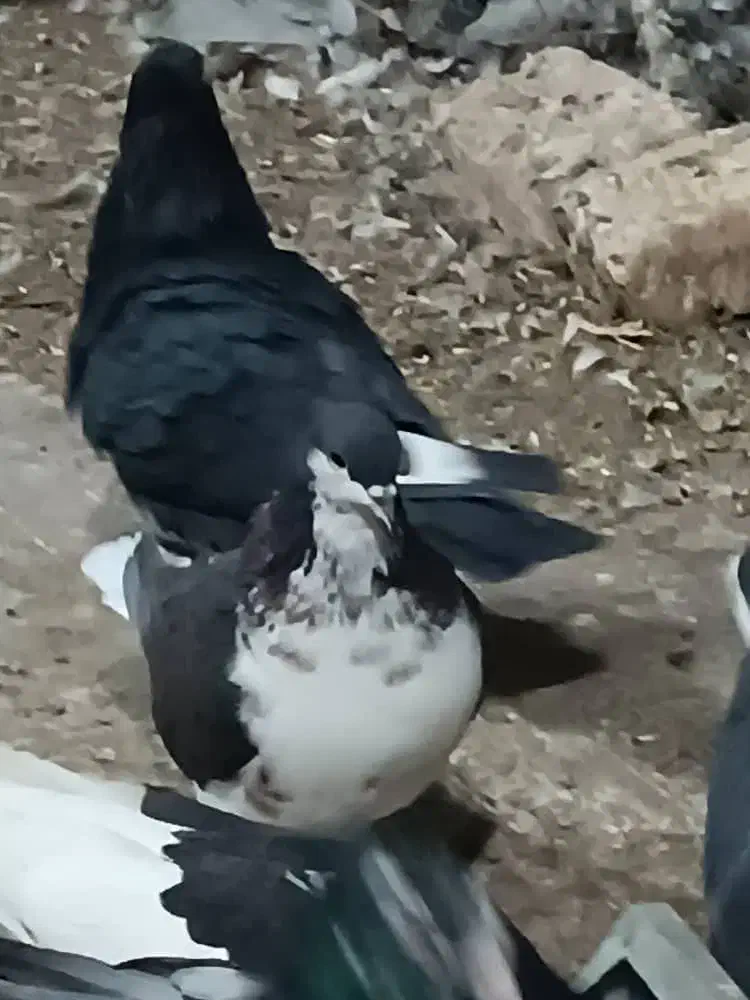 فروش یه عدد شهری|پرنده|فسا, |دیوار