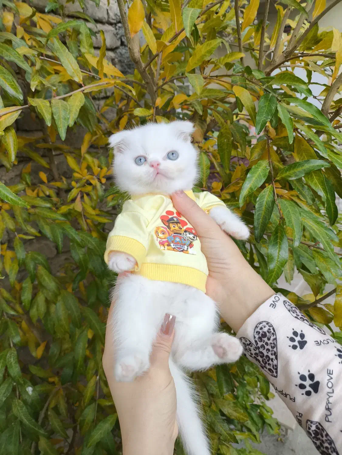 گربه اسکاتیش و بریتیش|گربه|ارومیه, |دیوار