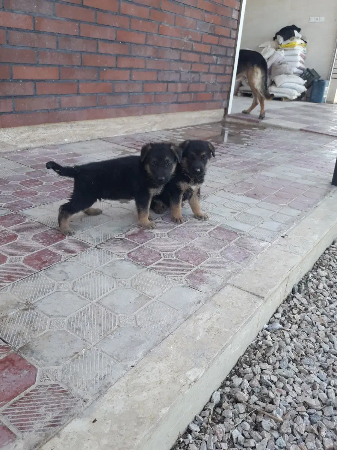 ژرمن|سگ|تبریز, |دیوار