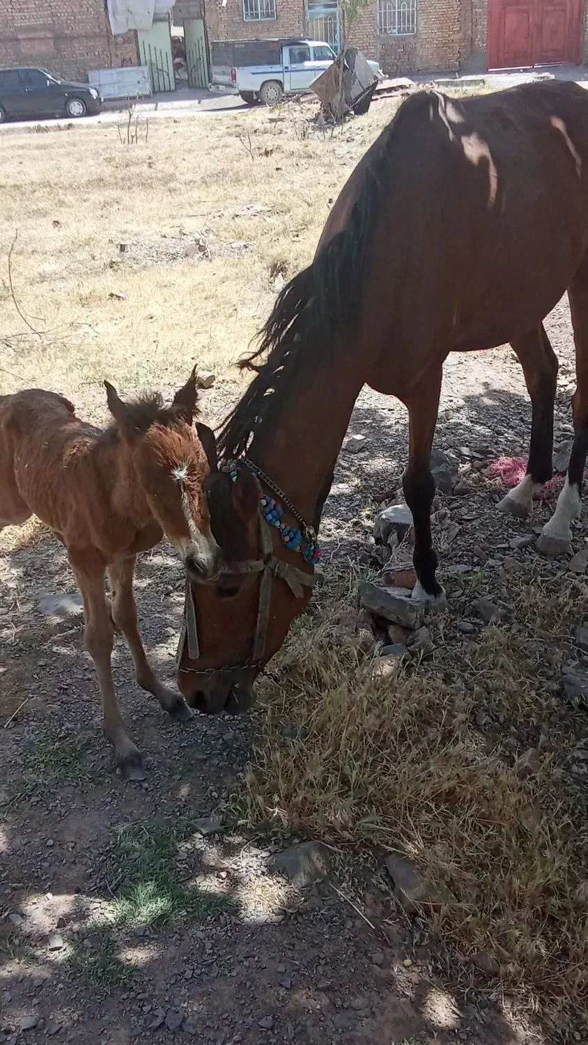 مادیون یورقه خود راه|اسب و تجهیزات اسب‌سواری|زبرخان, |دیوار