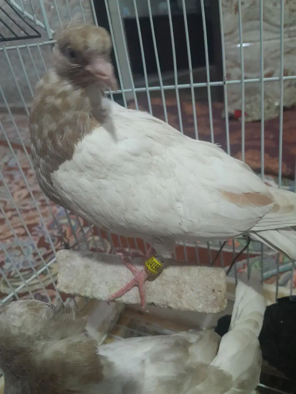 جوجه برای دستی کردن|پرنده|نرماشیر, |دیوار