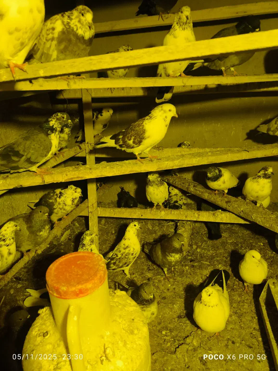 کفتر یا کبوتر|پرنده|صوفیان, |دیوار