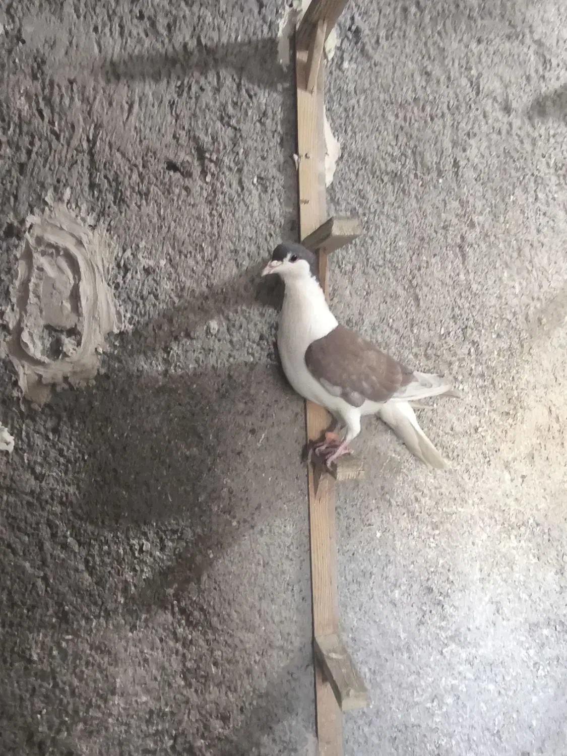 کفتر بوم|پرنده|مشهد, محمدآباد|دیوار