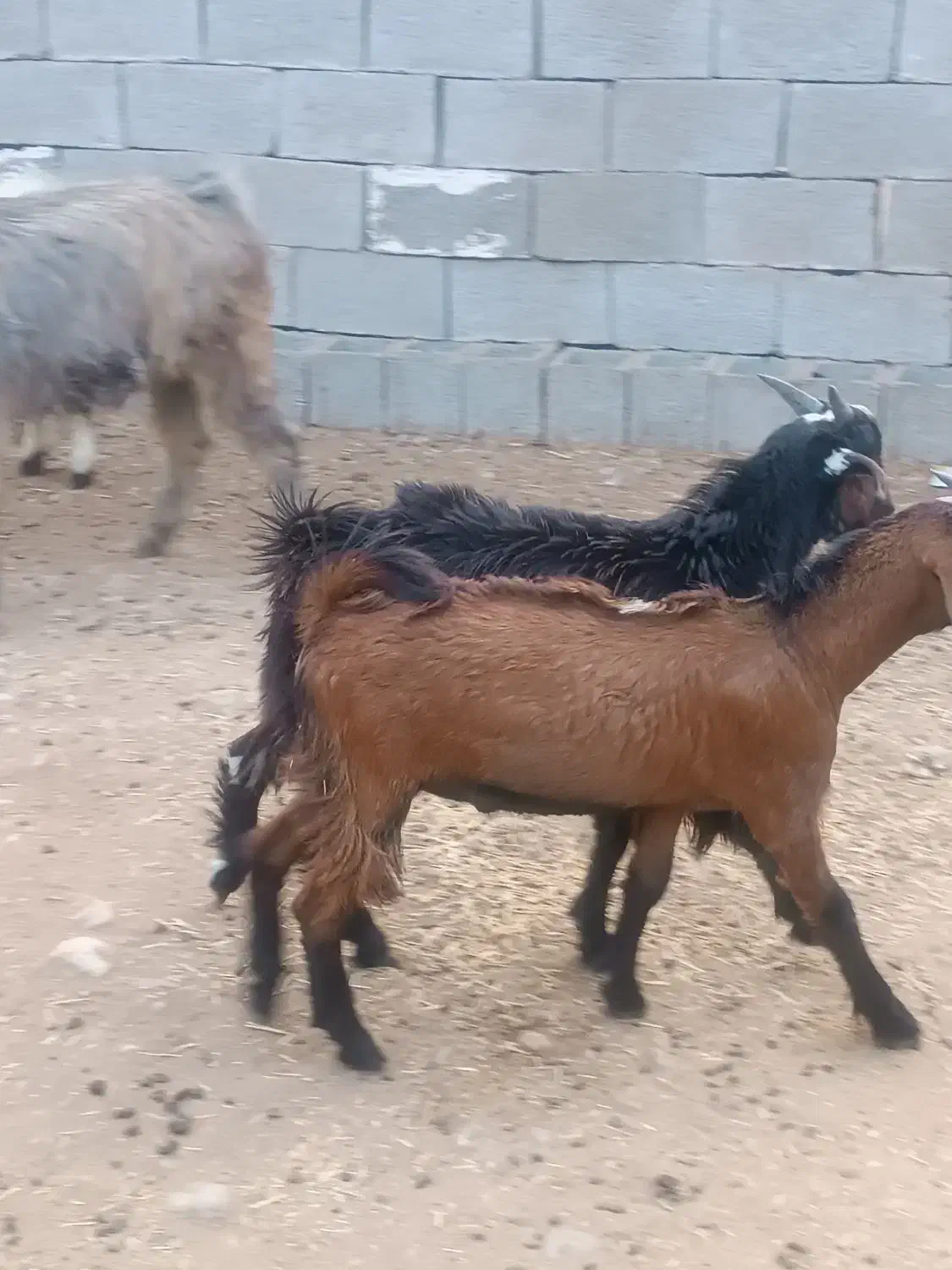 چهار کهره نر چاق چاق|حیوانات مزرعه|برازجان, |دیوار