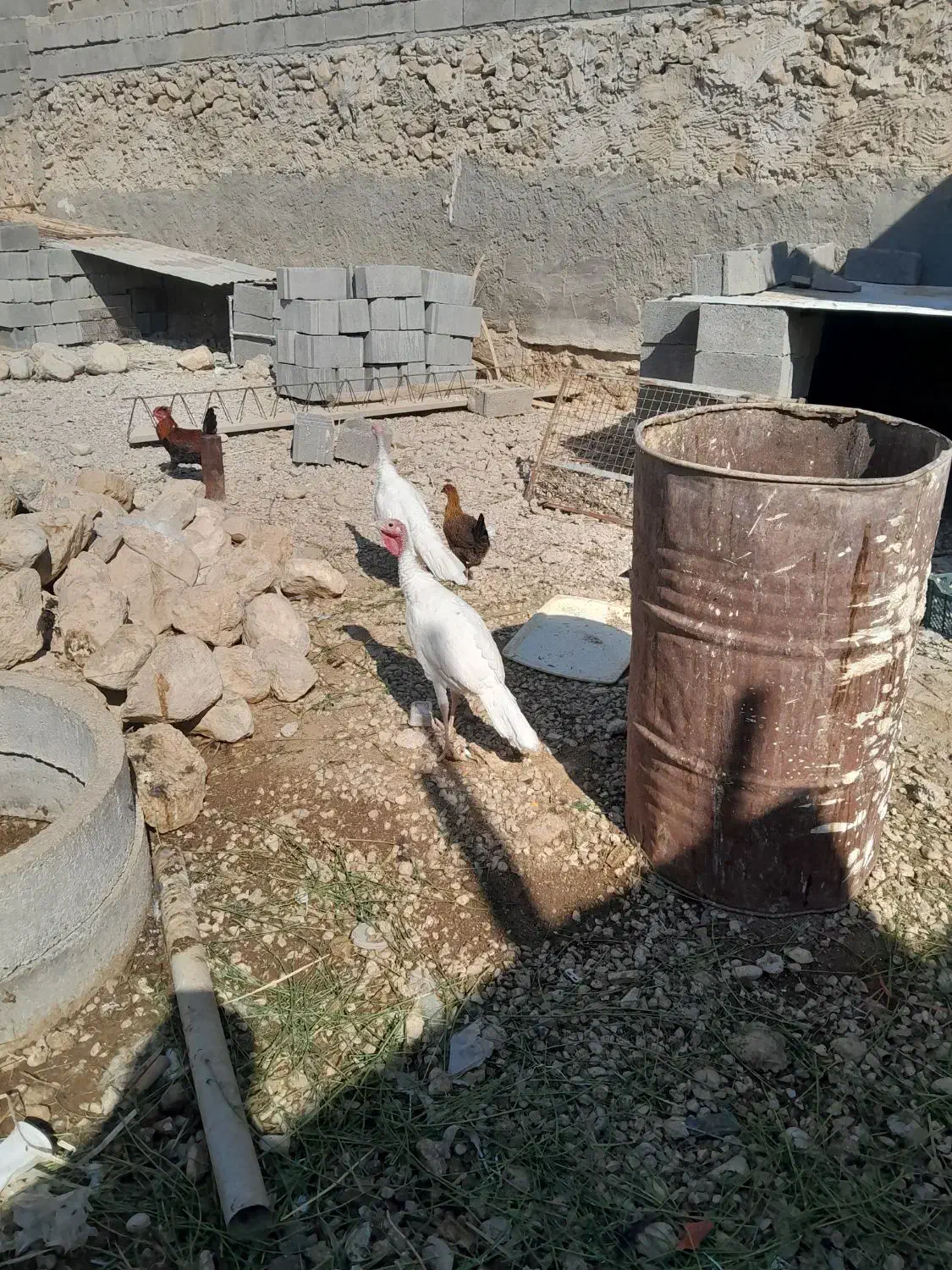 بارنی خروسک،وبوقلمون|حیوانات مزرعه|بهبهان, |دیوار