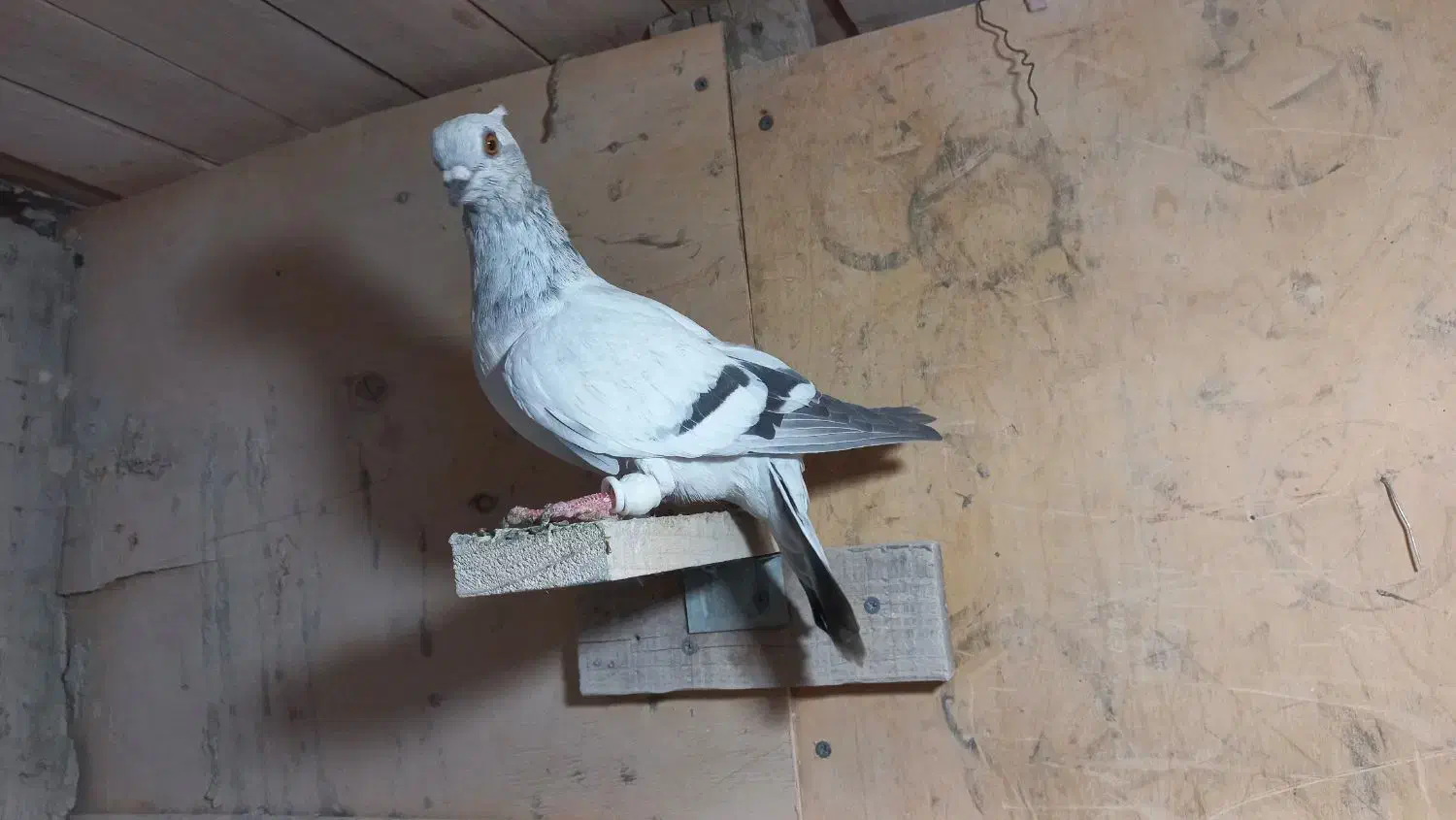 پرنده کفتر کبوتر شامی ماده|پرنده|کرج, کیانمهر|دیوار