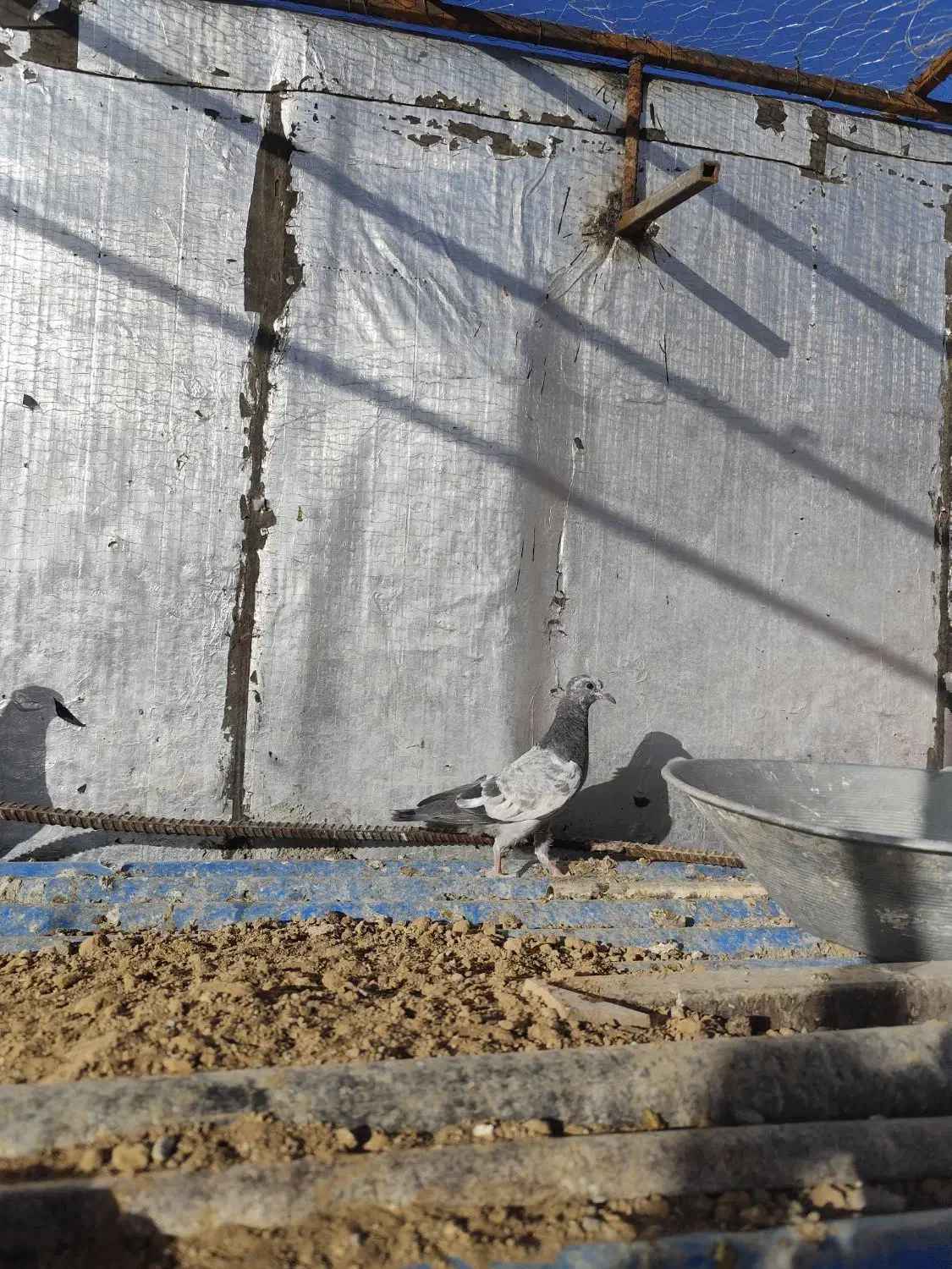 کبوتر تیدی پاکستانی|پرنده|سامان, |دیوار